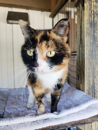 Cat (Web).jpg