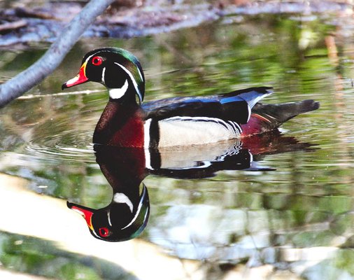 Wood Duck.jpg