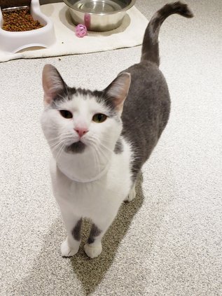 Cat 021919 (Web).jpg