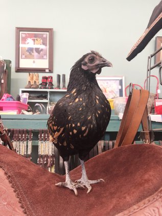 Raven the Chicken 2 (Web).jpg