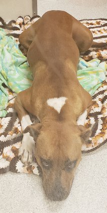 Sweet Sadie (W).jpg