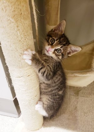 Kitten - 5-24-19
