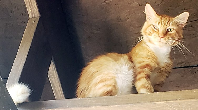 Cat 060419