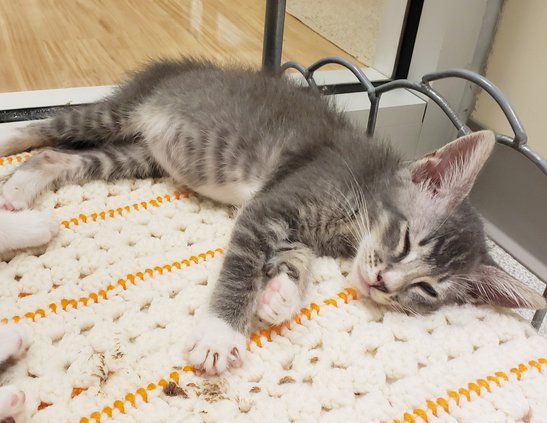 Kittens 061119