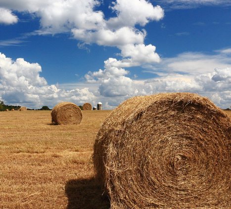 Hay